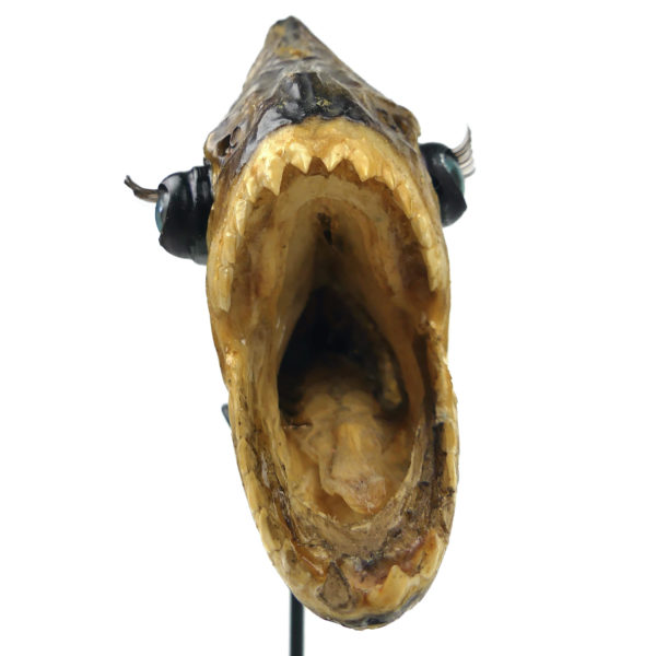 Grand piranha naturalisé aux yeux de poupée sur pied Serrasalminae (détail)