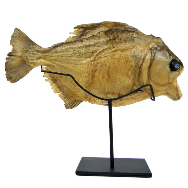 Grand piranha naturalisé aux yeux de poupée sur pied Serrasalminae (dos)