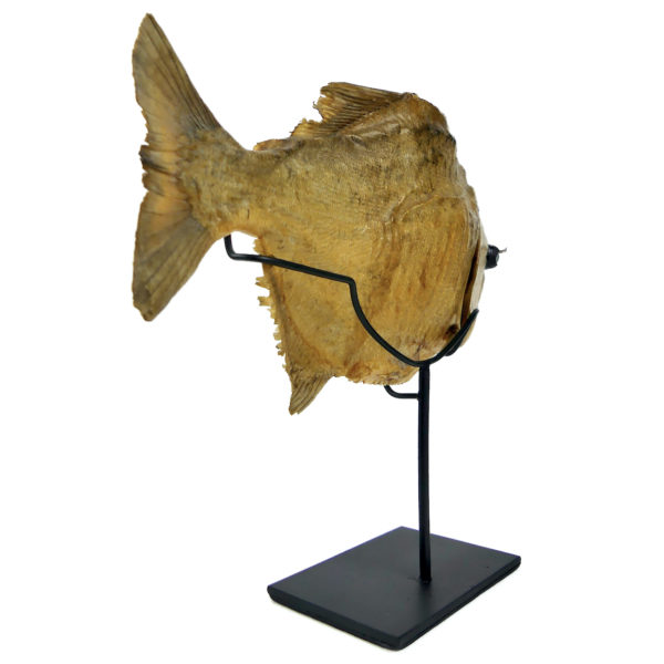 Grand piranha naturalisé aux yeux de poupée sur pied Serrasalminae (3/4 dos)