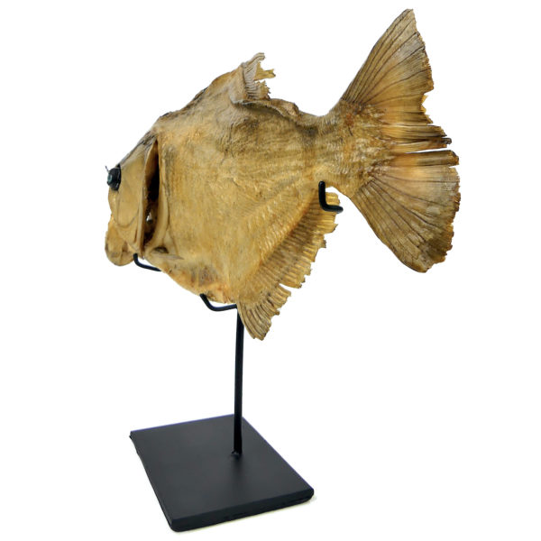 Grand piranha naturalisé aux yeux de poupée sur pied Serrasalminae (3/4 dos)