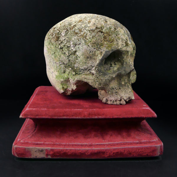 Crâne en pierre sculptée sur piédestal en velours rouge Vanité Memento mori (3/4)