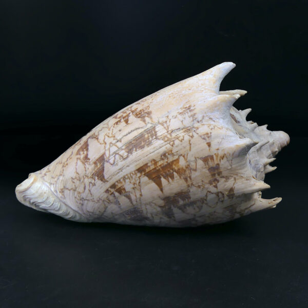 Volute noble Cymbiola nobilis beige orangé Coquillage de collection (profil)