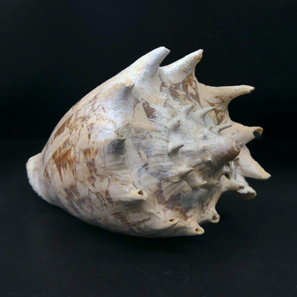 Volute noble Cymbiola nobilis beige orangé Coquillage de collection (3/4 dos)