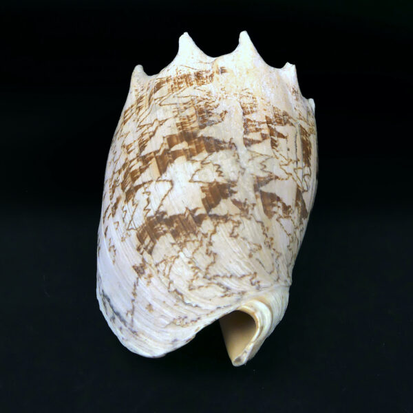Volute noble Cymbiola nobilis beige orangé Coquillage de collection (face)