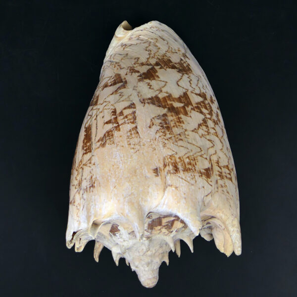 Volute noble Cymbiola nobilis beige orangé Coquillage de collection (dessus)