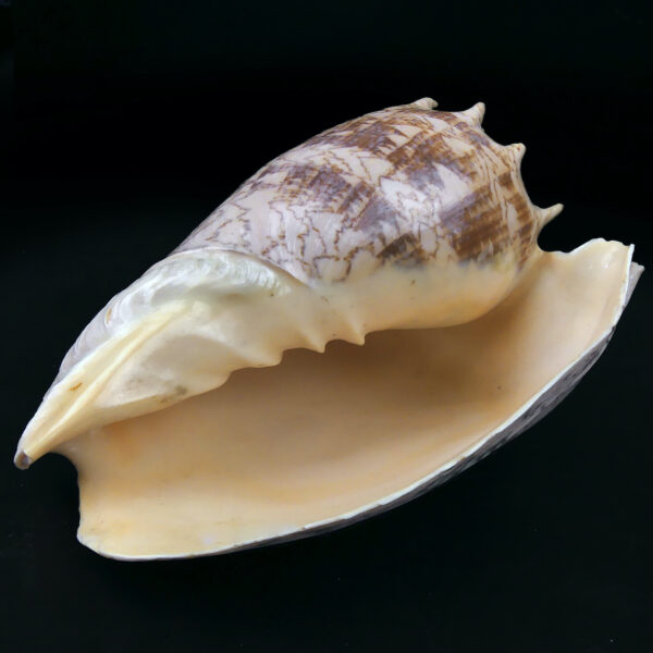 Volute noble Cymbiola nobilis beige orangé Coquillage de collection (3/4)