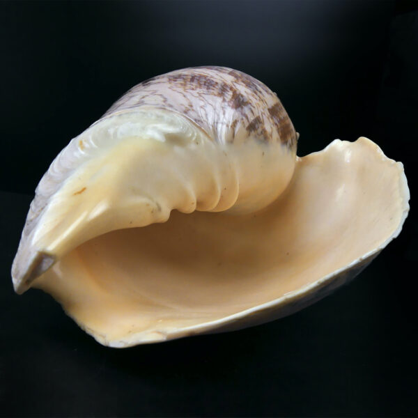 Volute noble Cymbiola nobilis beige orangé Coquillage de collection (3/4)