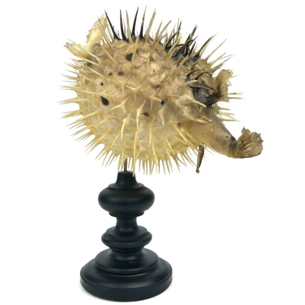Diodon naturalisé sur pied en bois tourné noir Taxidermie Curiosité (3/4 dos)