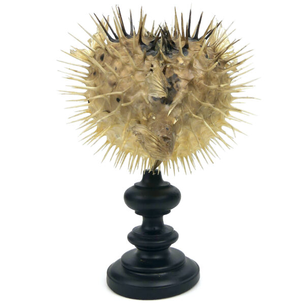 Diodon naturalisé sur pied en bois tourné noir Taxidermie Curiosité (dos)