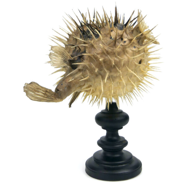 Diodon naturalisé sur pied en bois tourné noir Taxidermie Curiosité (3/4 dos)