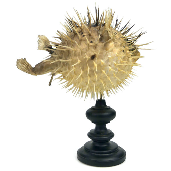 Diodon naturalisé sur pied en bois tourné noir Taxidermie Curiosité (profil)