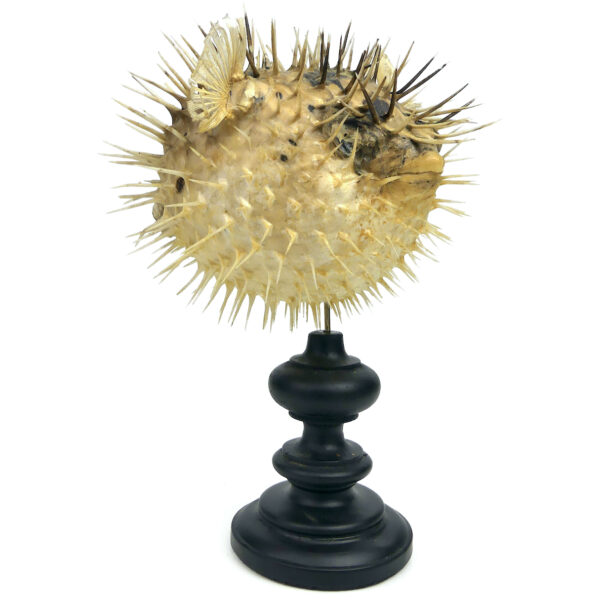 Diodon naturalisé sur pied en bois tourné noir Taxidermie Curiosité (3/4)