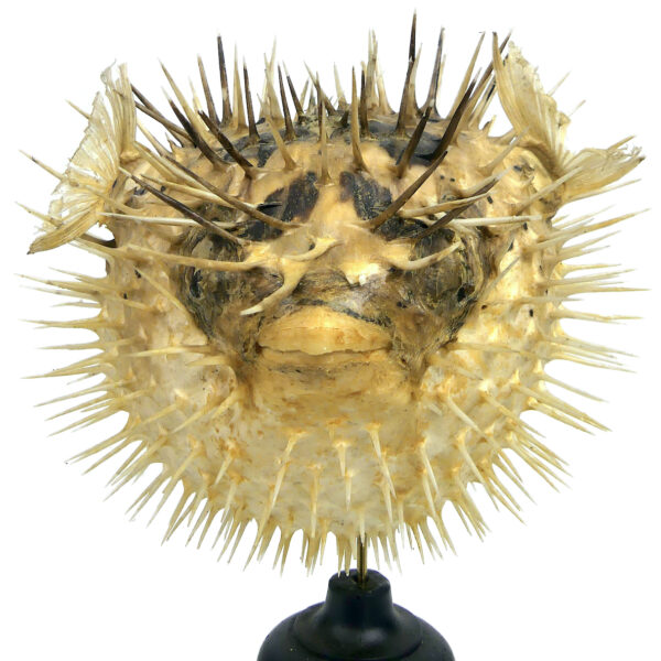 Diodon naturalisé sur pied en bois tourné noir Taxidermie Curiosité (face)