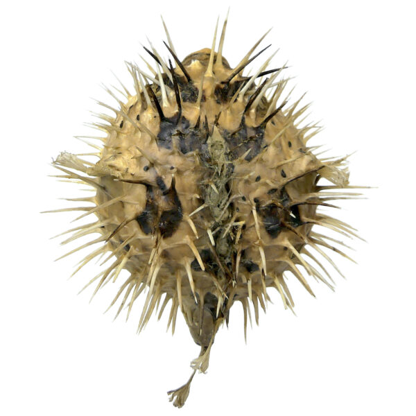 Diodon naturalisé sur pied en bois tourné noir Taxidermie Curiosité (dessus)