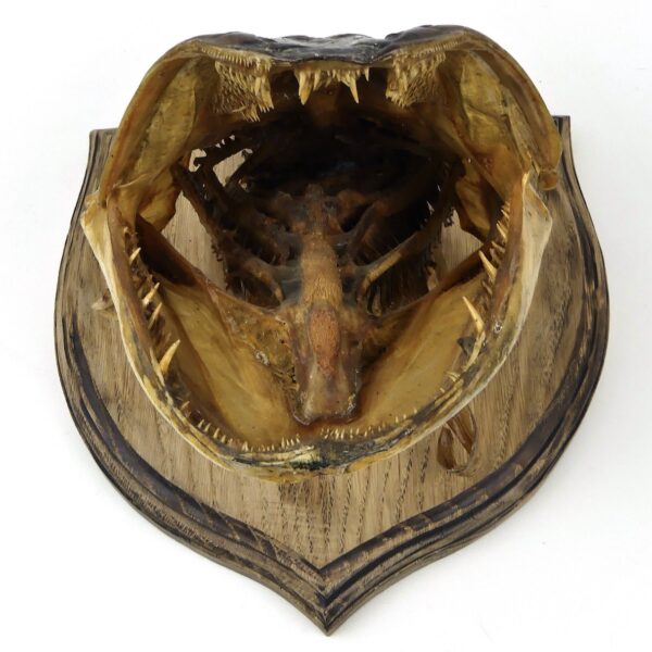 Tête de grand brochet naturalisé ancienne soclée Trophée de poisson (face)