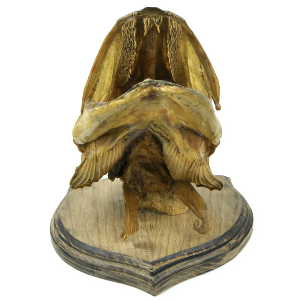 Tête de grand brochet naturalisé ancienne soclée Trophée de poisson (dessous)