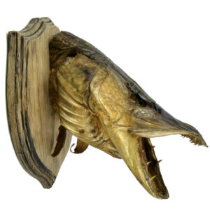 Tête de grand brochet naturalisé ancienne soclée Trophée de poisson (profil)