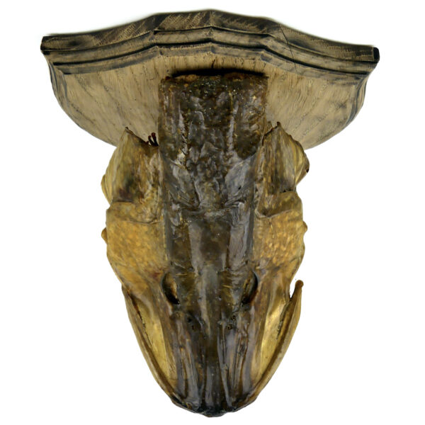 Tête de grand brochet naturalisé ancienne soclée Trophée de poisson (dessus)