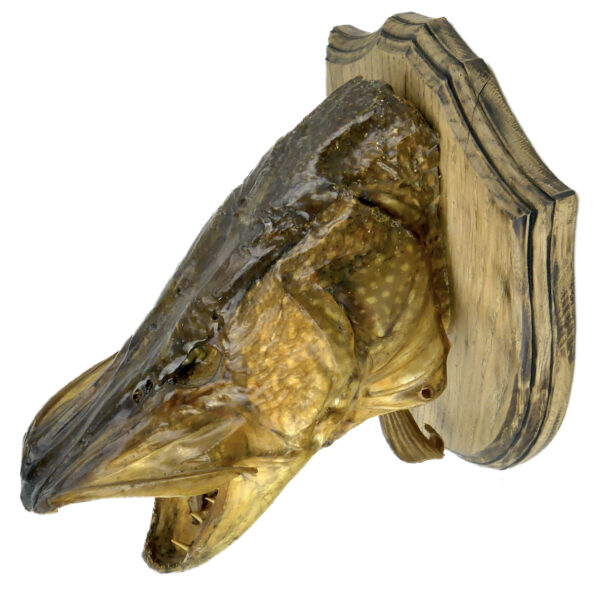 Tête de grand brochet naturalisé ancienne soclée Trophée de poisson (dessus 3/4)