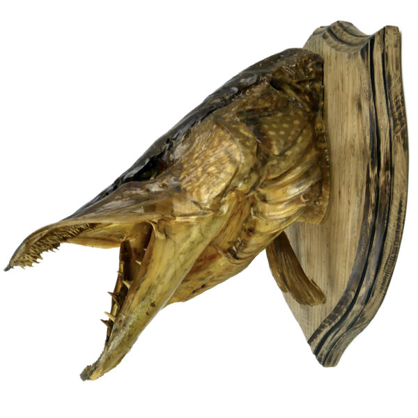 Tête de grand brochet naturalisé ancienne soclée Trophée de poisson (profil)