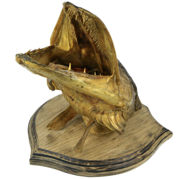 Tête de grand brochet naturalisé ancienne soclée Trophée de poisson (dessous 3/4)