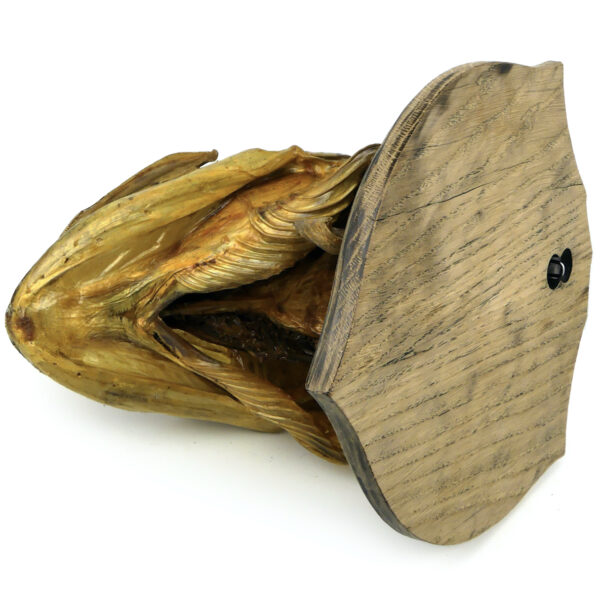Tête de grand brochet naturalisé ancienne soclée Trophée de poisson (dos 3/4)
