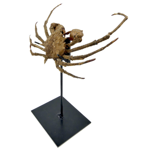 Crabe Docelea Armata Crabe araignée sur socle métallique Curiosité marine (3/4)