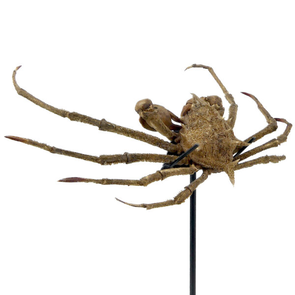 Crabe Docelea Armata Crabe araignée sur socle métallique Curiosité marine (3/4)