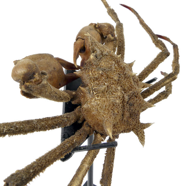 Crabe Docelea Armata Crabe araignée sur socle métallique Curiosité marine (3/4)