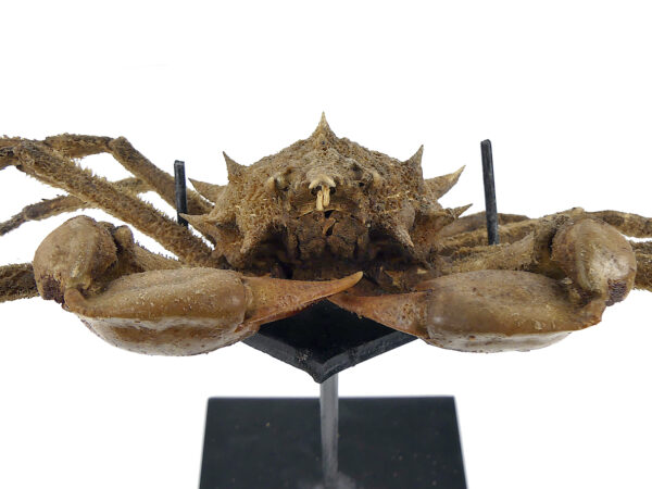 Crabe Docelea Armata Crabe araignée sur socle métallique Curiosité marine (face)