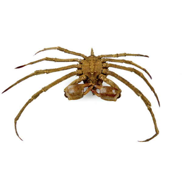 Crabe Docelea Armata Crabe araignée sur socle métallique Curiosité marine (dessous)