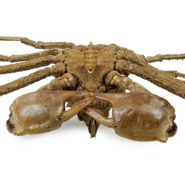 Crabe Docelea Armata Crabe araignée sur socle métallique Curiosité marine (détail dessous)