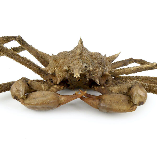 Crabe Docelea Armata Crabe araignée sur socle métallique Curiosité marine (détail face)