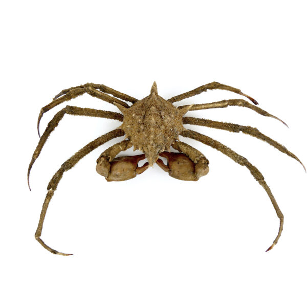 Crabe Docelea Armata Crabe araignée sur socle métallique Curiosité marine (dessus)