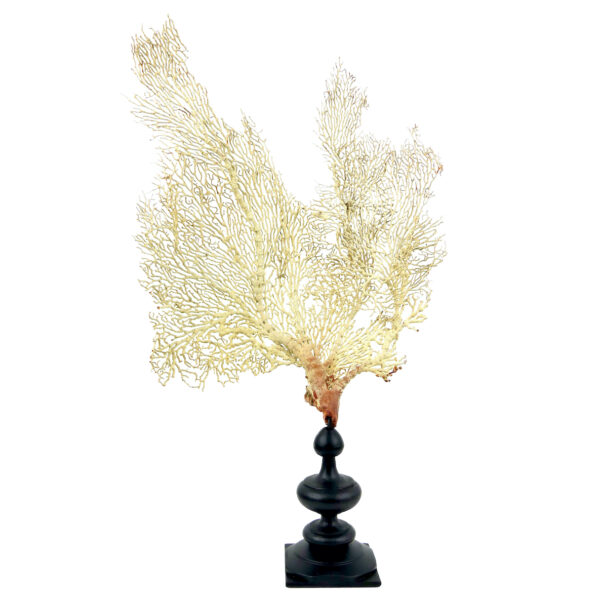 Gorgone blanche Gorgonian sur pied en bois tourné noir (face)