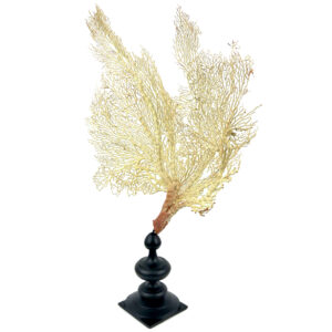 Gorgone blanche Gorgonian sur pied en bois tourné noir (3/4)