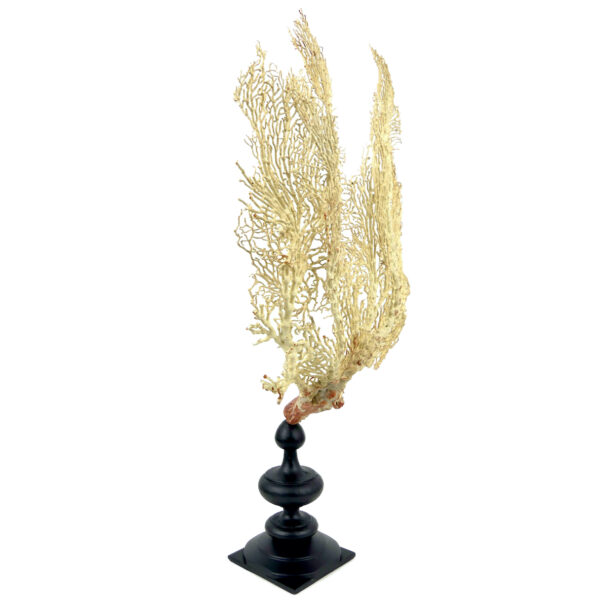 Gorgone blanche Gorgonian sur pied en bois tourné noir (3/4)