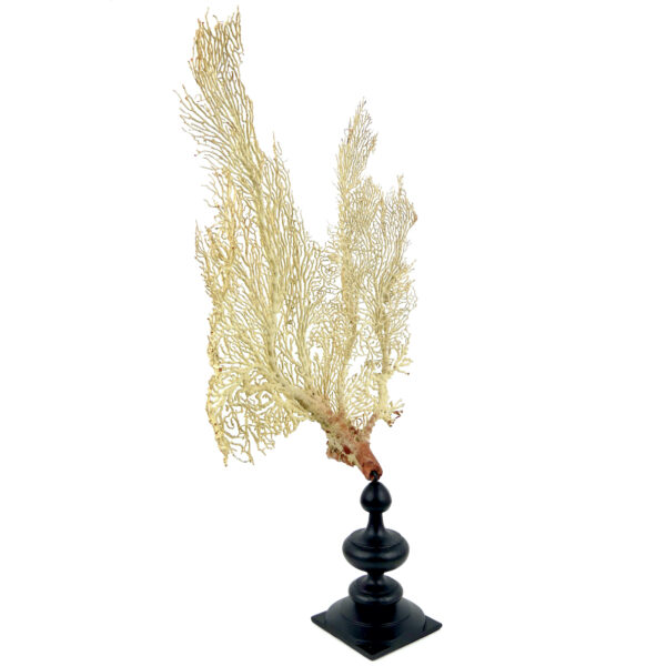 Gorgone blanche Gorgonian sur pied en bois tourné noir (3/4)