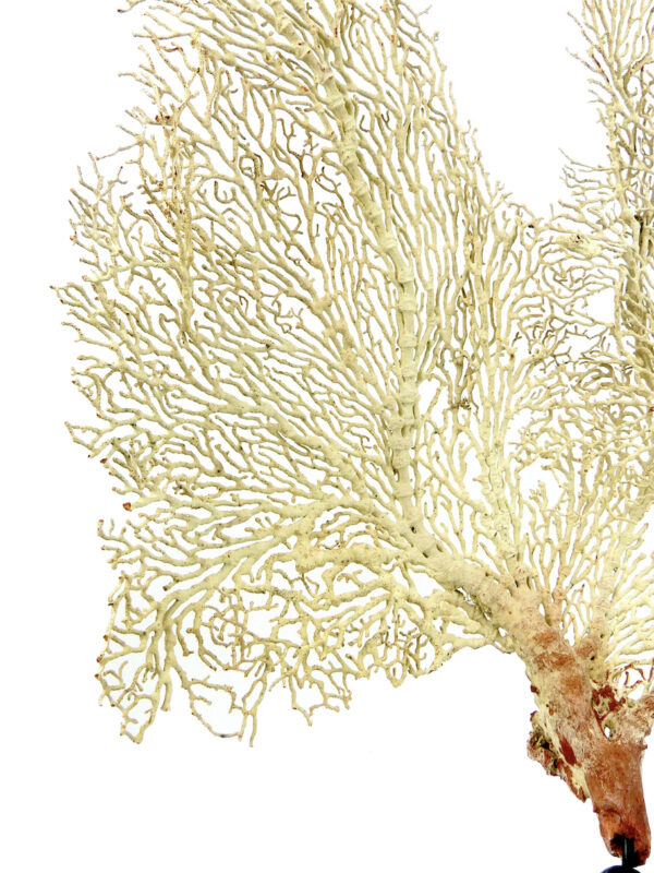 Gorgone blanche Gorgonian sur pied en bois tourné noir (détail)