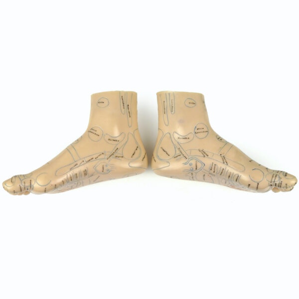 Paire de pieds d’acupuncture en PVC souple Médecine traditionnelle Chinoise (profil)
