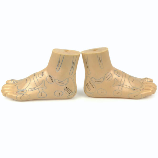 Paire de pieds d’acupuncture en PVC souple Médecine traditionnelle Chinoise (profil)