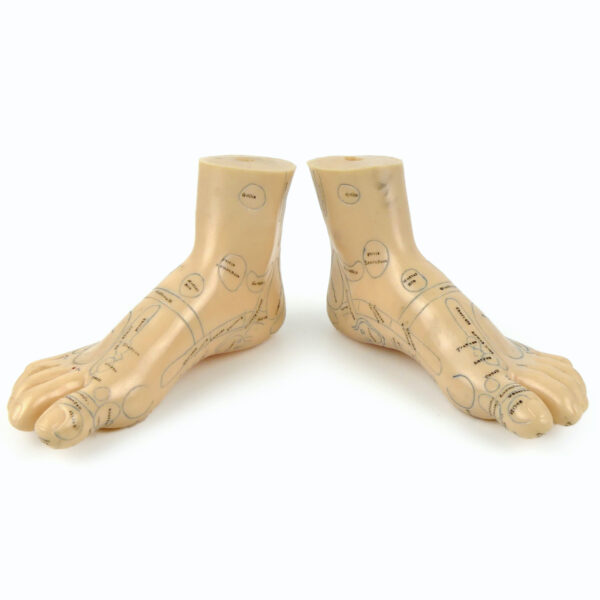Paire de pieds d’acupuncture en PVC souple Médecine traditionnelle Chinoise (3/4)