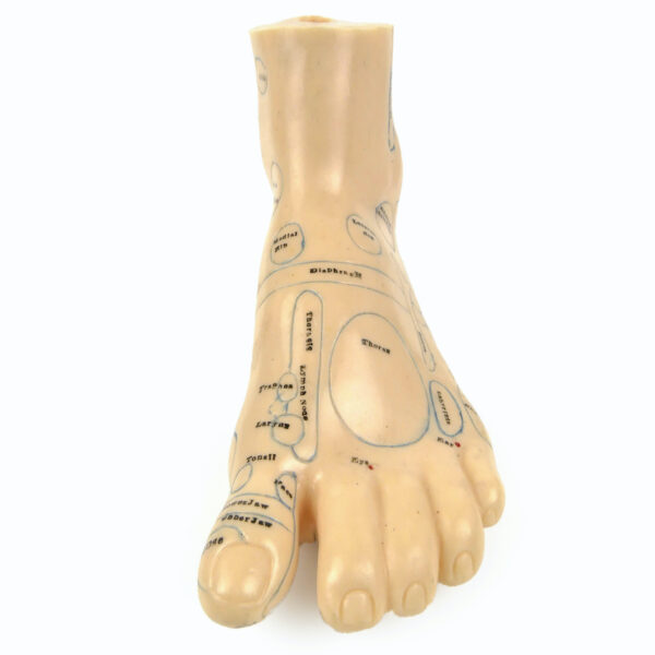 Paire de pieds d’acupuncture en PVC souple Médecine traditionnelle Chinoise (face)