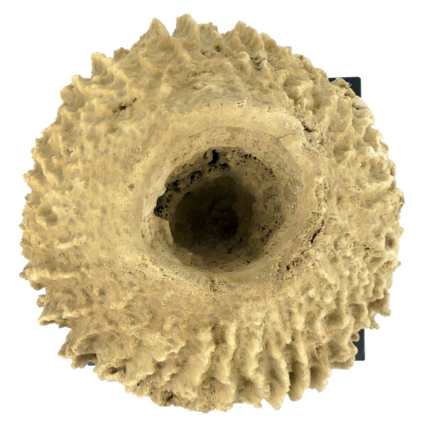 Grande éponge barrique Xestospongia testudinaria sur socle métallique noir (dessus)
