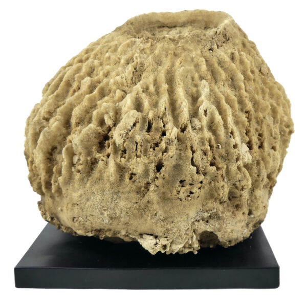 Grande éponge barrique Xestospongia testudinaria sur socle métallique noir (face)