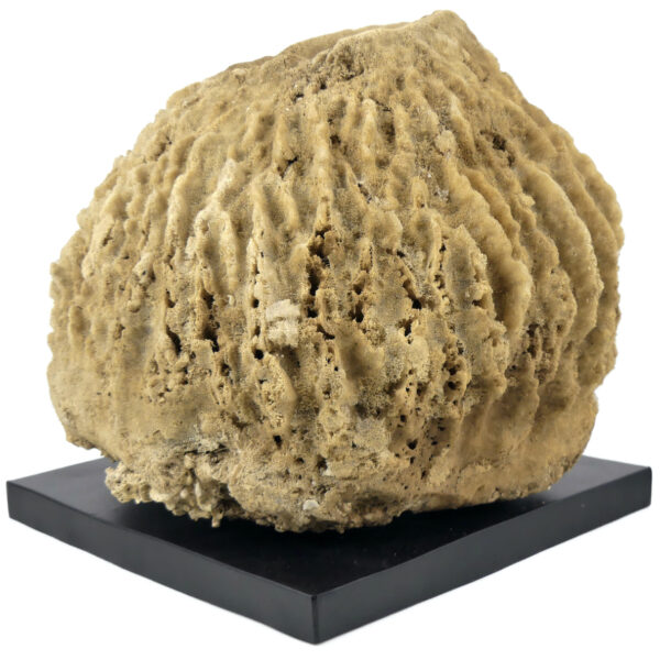 Grande éponge barrique Xestospongia testudinaria sur socle métallique noir (3/4)