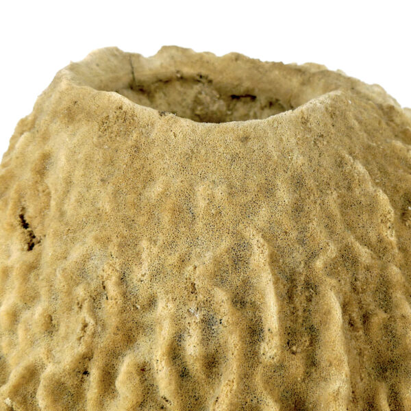 Grande éponge barrique Xestospongia testudinaria sur socle métallique noir (détail)