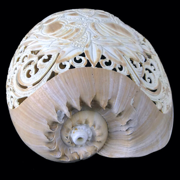 Coquillage Ganesh Melo aethiopicus ciselé représentant le Dieu à tête d’éléphant (derrière)