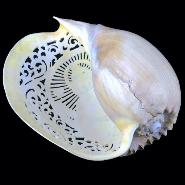 Coquillage Ganesh Melo aethiopicus ciselé représentant le Dieu à tête d’éléphant (dessous 3/4)