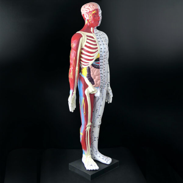 Grand mannequin d’acupuncture anatomique homme Médecine Chinoise (3/4)
